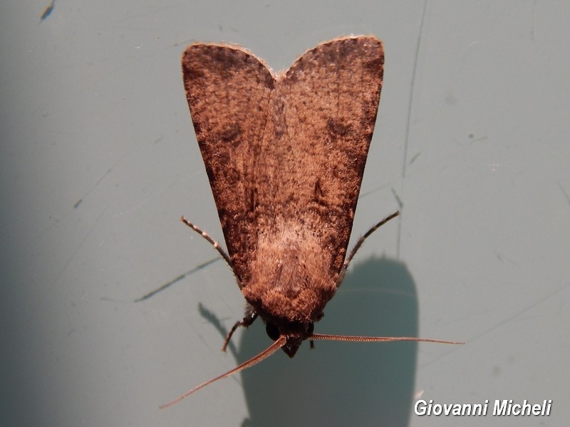 Noctuidae 1 da ID - Cfr. Agrotis trux